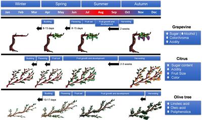 bruciatore super grasso biotech avis